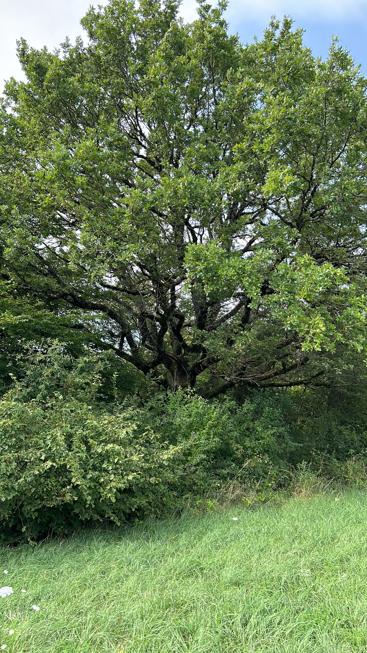 Photo d'un arbre